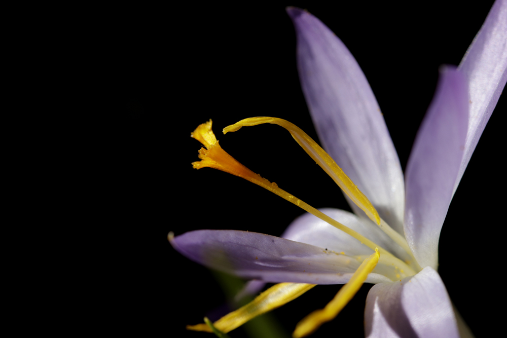 Krokus im Februar