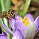 Krokus im Fokus 2