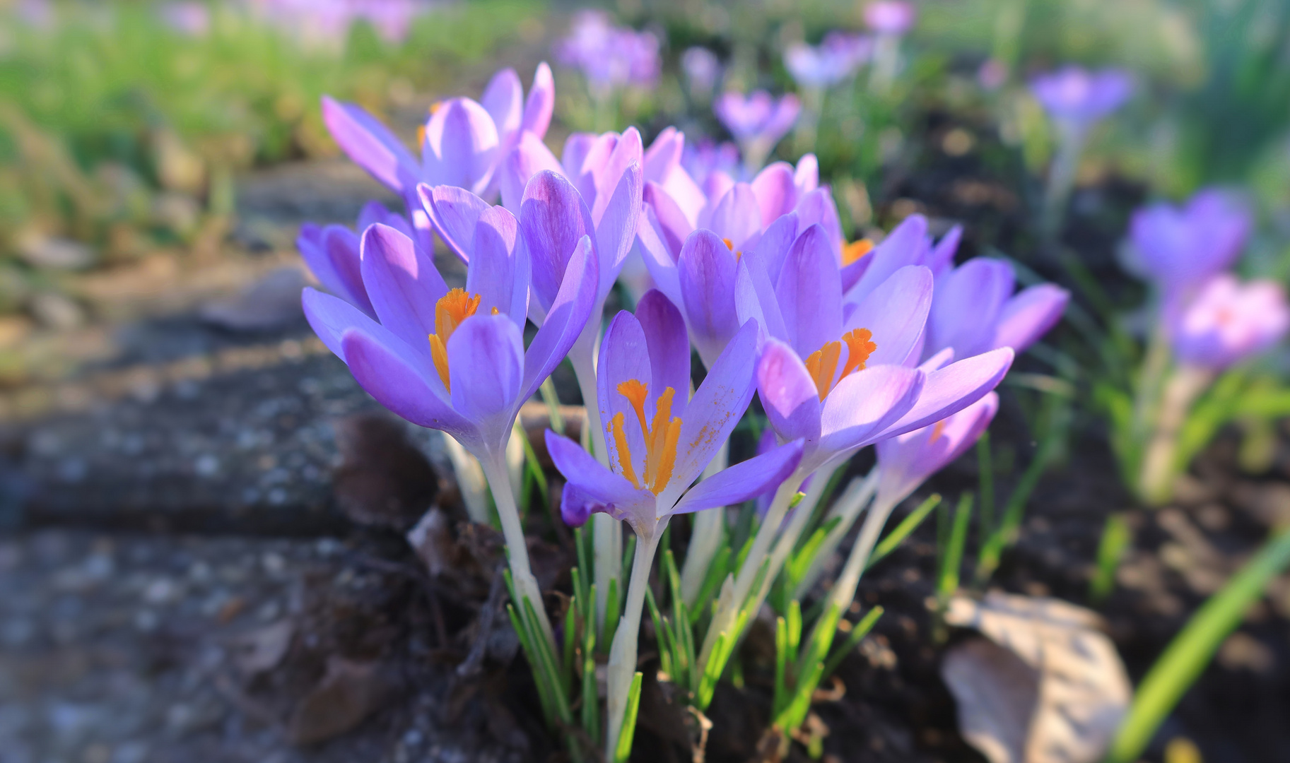 Krokus im Fokus