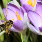 Krokus im Fokus