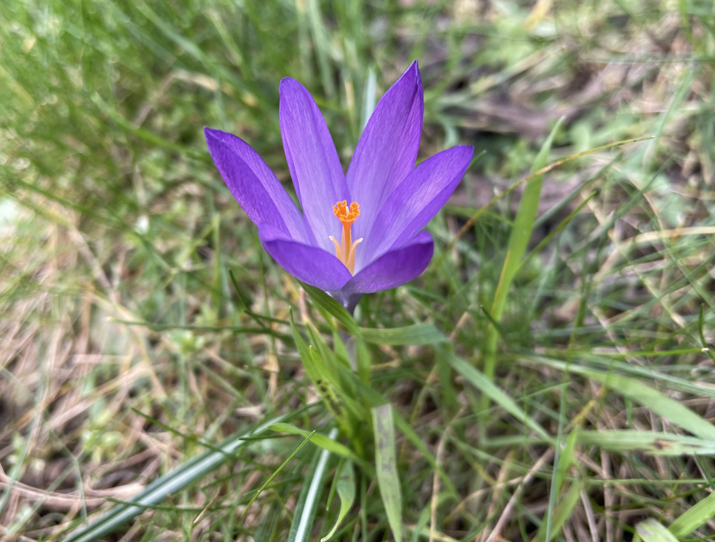 Krokus im Frühjahr