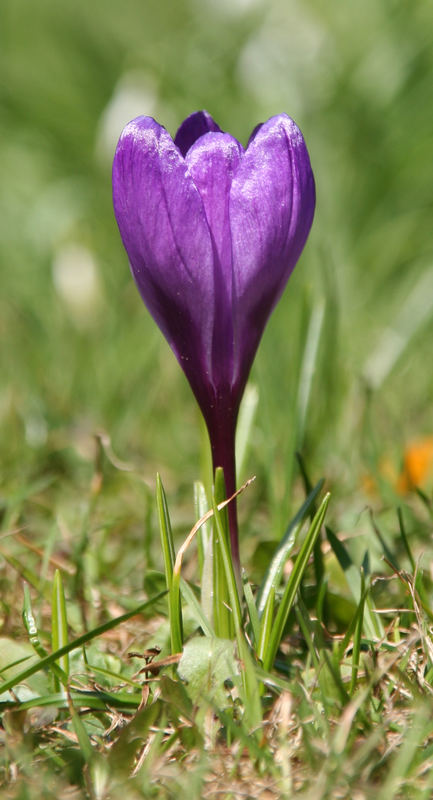 Krokus im Frühjahr 2007