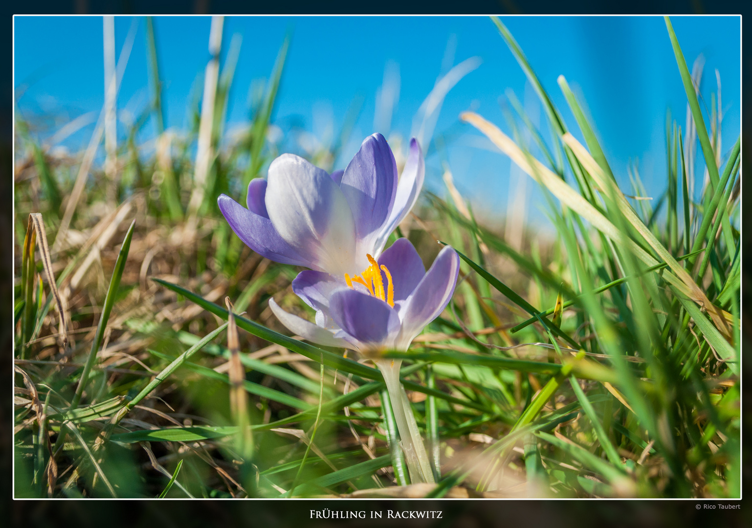 Krokus im Frühjahr 2014