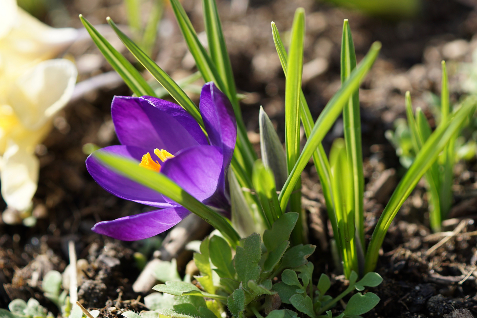 Krokus im Frühjahr