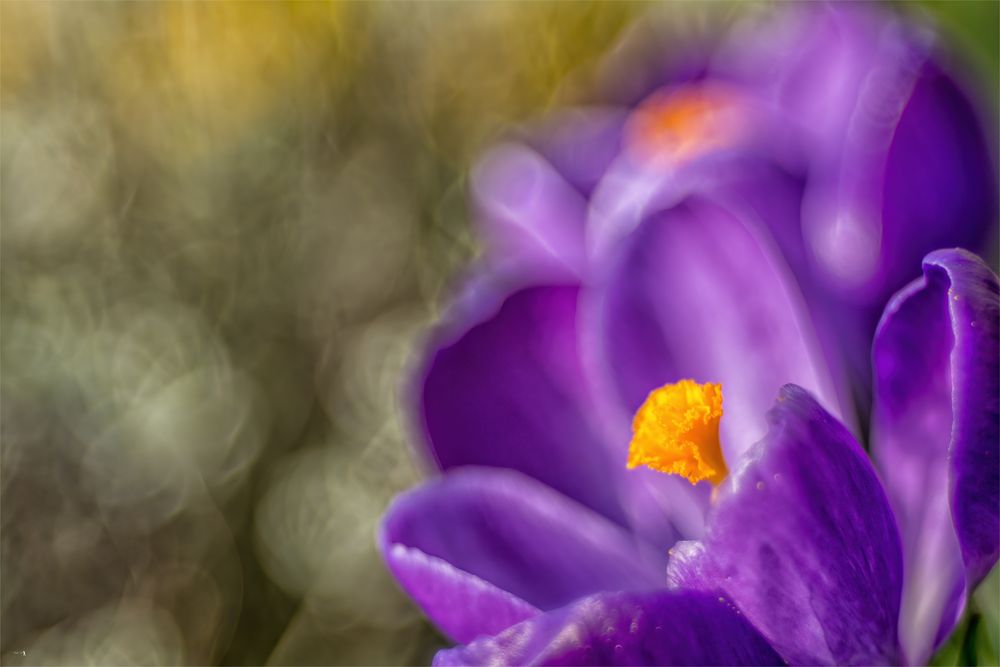 Krokus im Frühling 