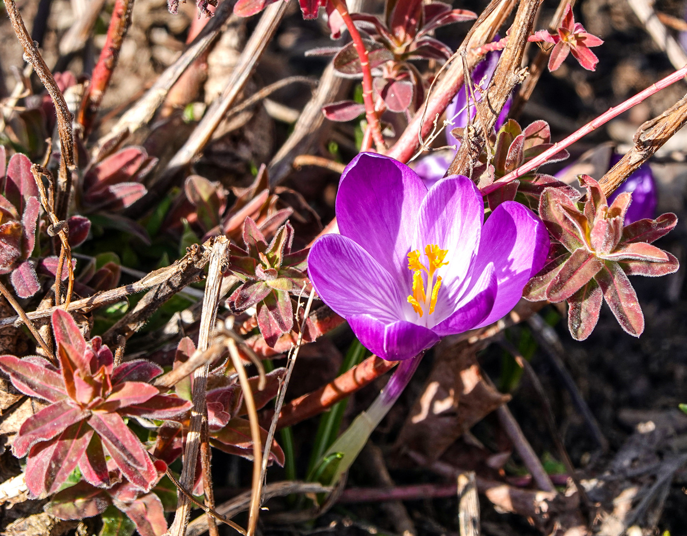 Krokus im Frühling