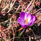 Krokus im Frühling