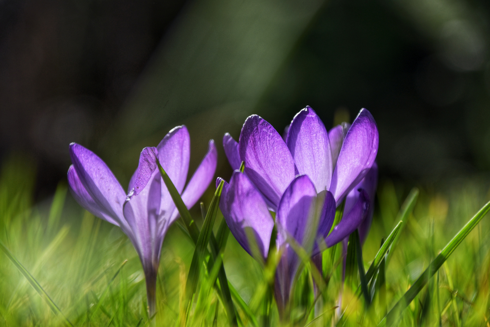 Krokus im Frühling 