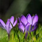 Krokus im Frühling 