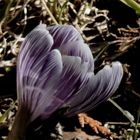 Krokus im Frühling