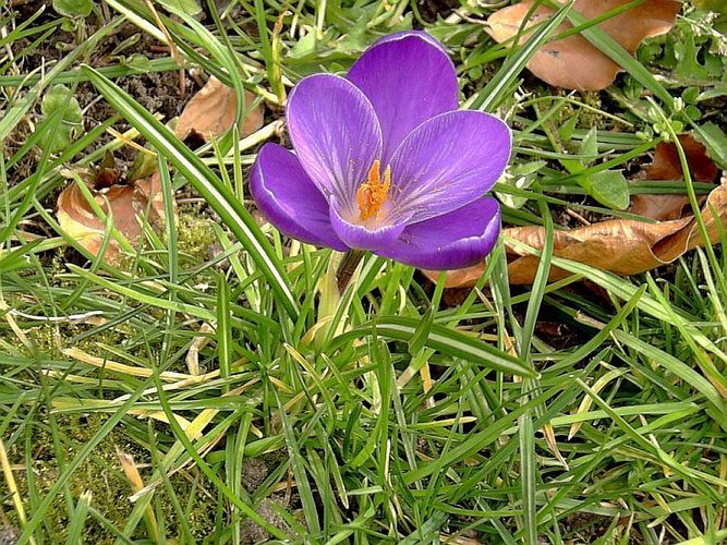 Krokus im Frühling