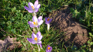 Krokus im Frühling