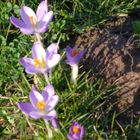 Krokus im Frühling