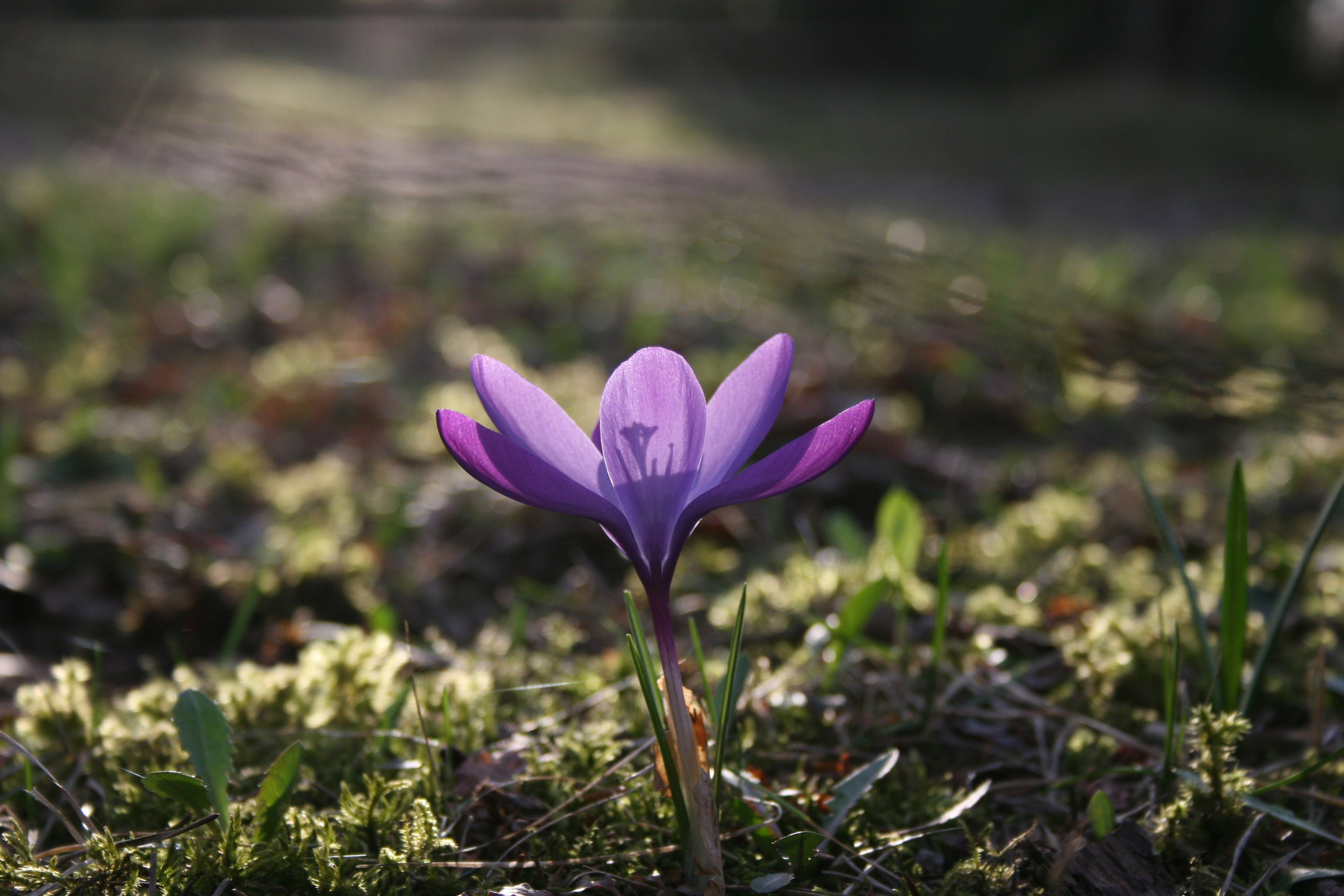 Krokus im Frühlingslicht