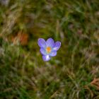 Krokus im Fürther Garten