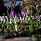 Krokus im Garten - (1)