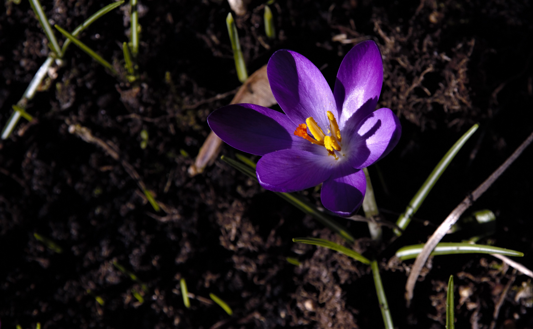 Krokus im Garten - (2)