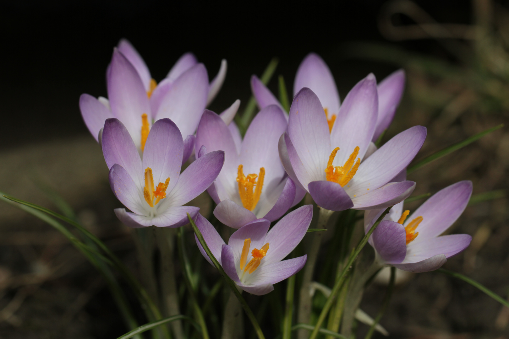 Krokus im Garten