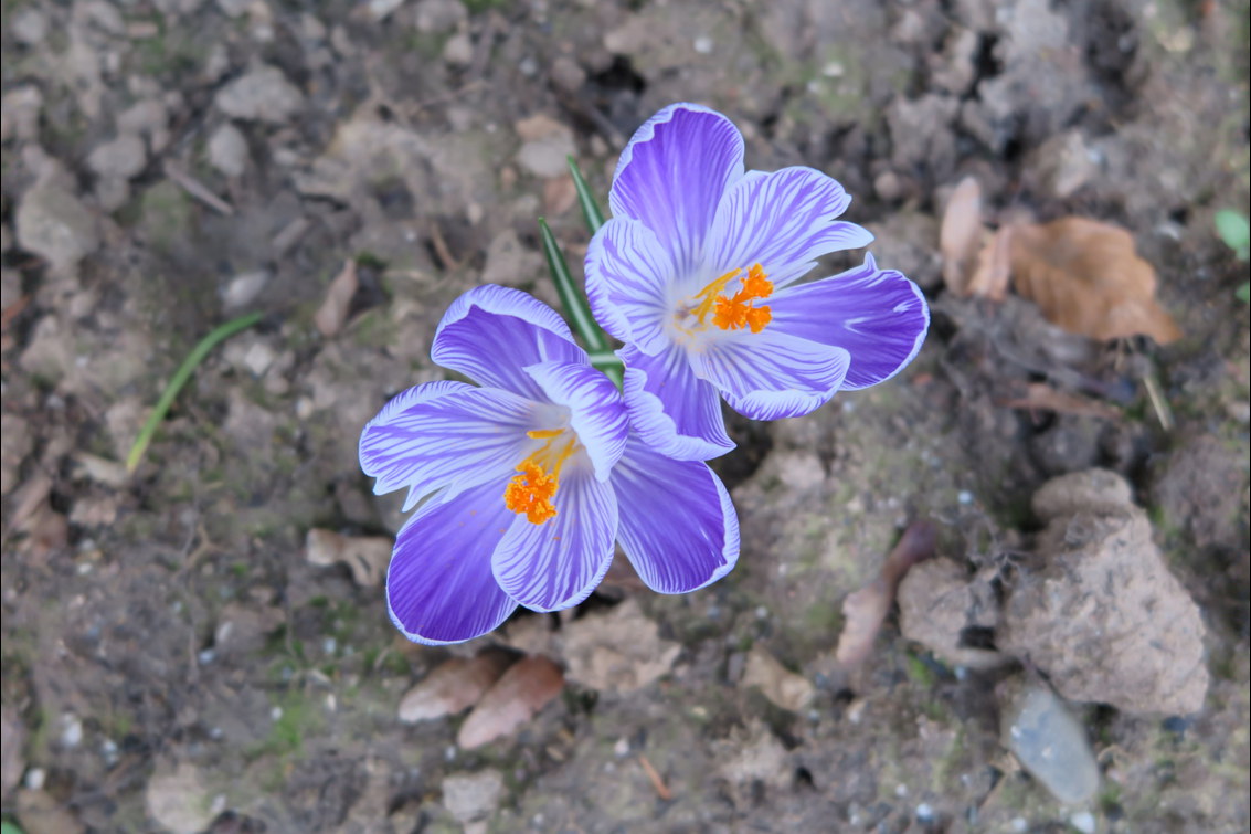 Krokus im Garten