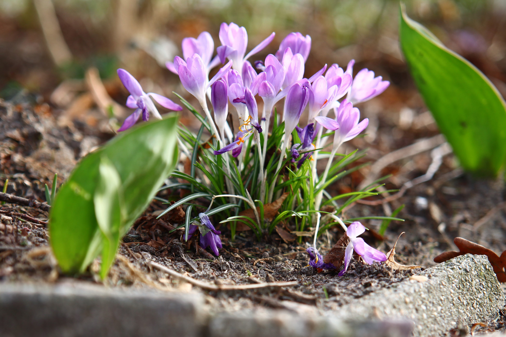 Krokus im Garten