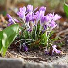 Krokus im Garten