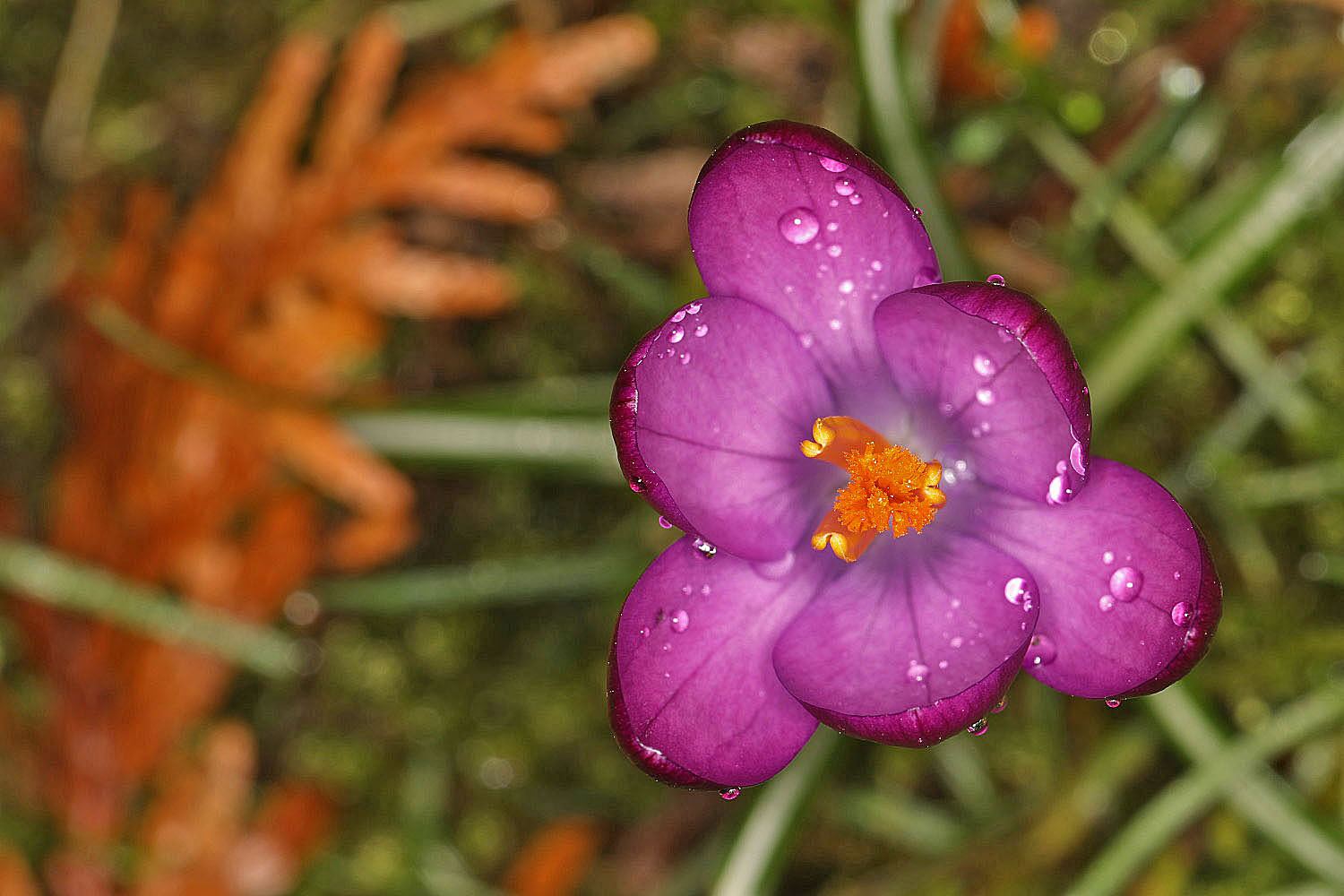 Krokus im Garten