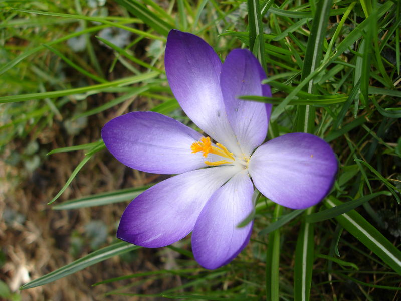 Krokus im Garten