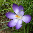 Krokus im Garten