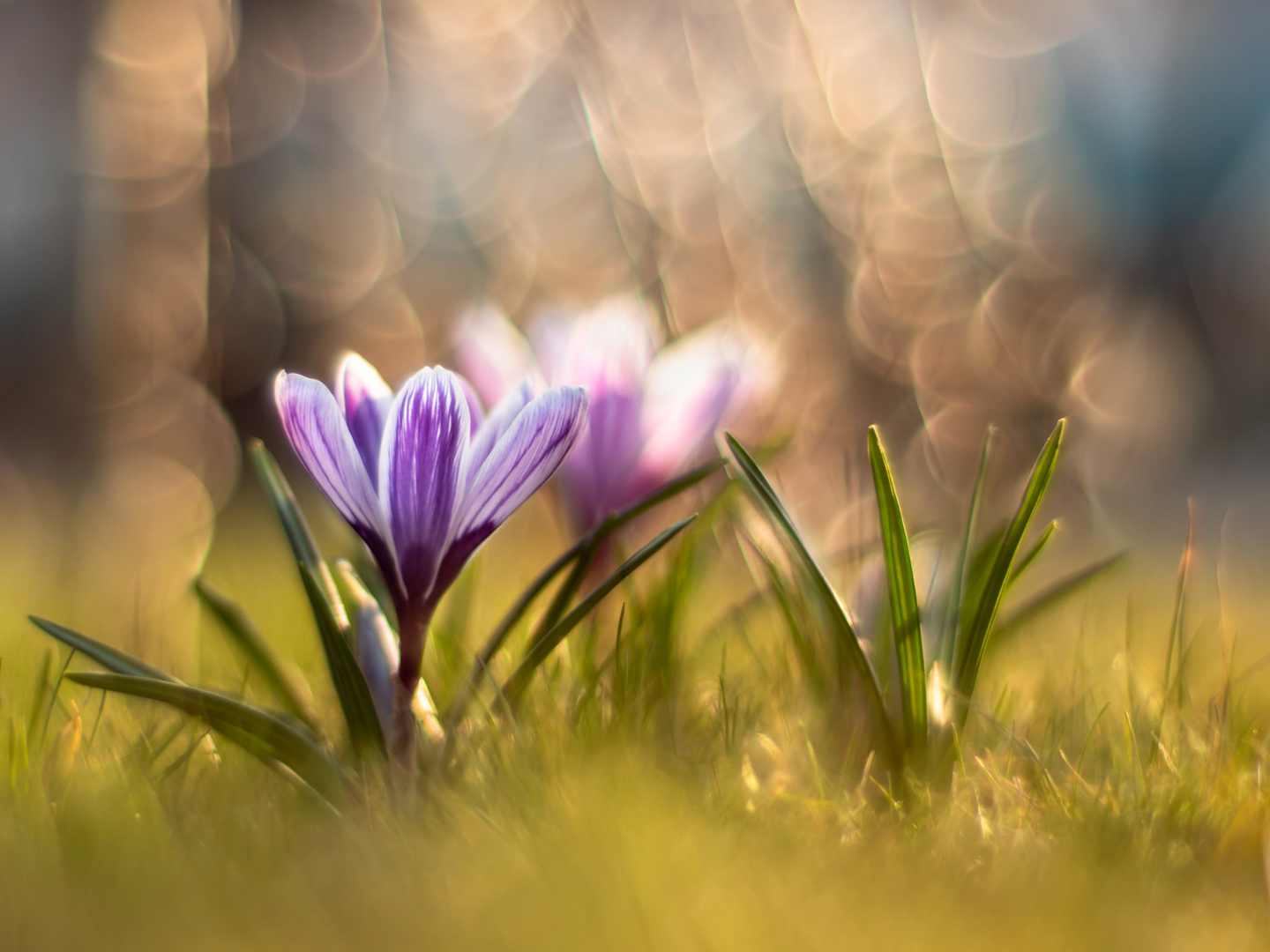 Krokus im Gegenlicht