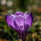 Krokus im Gegenlicht