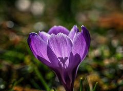 Krokus im Gegenlicht