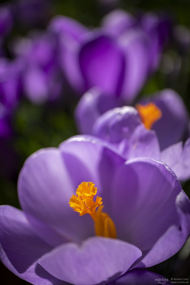 Krokus im Gegenlicht