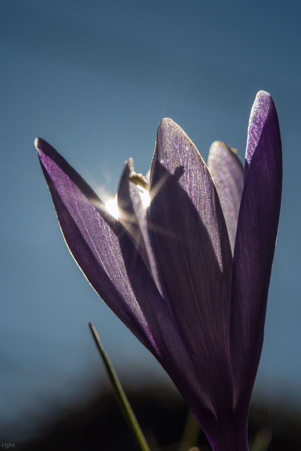 Krokus im Gegenlicht