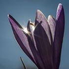 Krokus im Gegenlicht