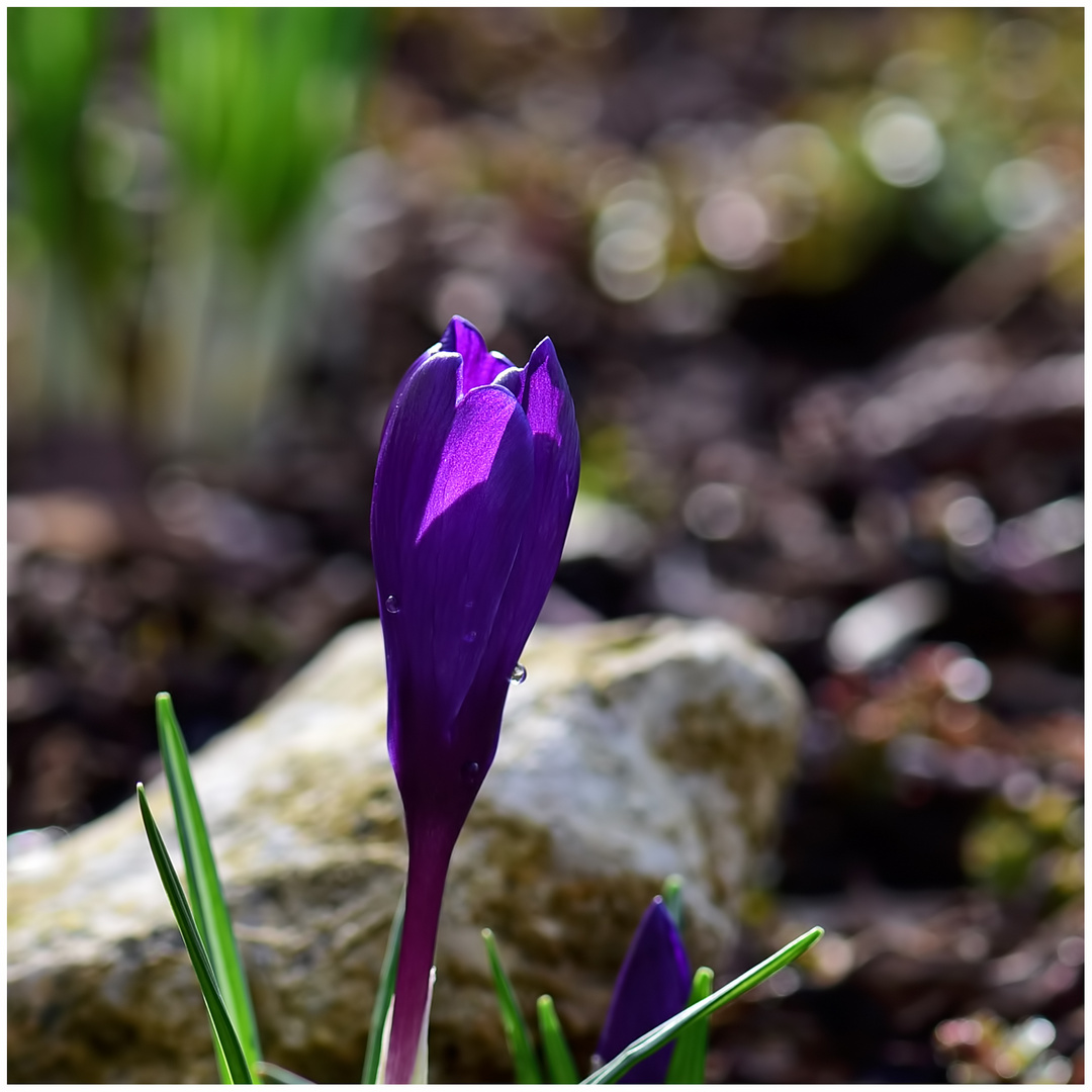 Krokus im Gegenlicht