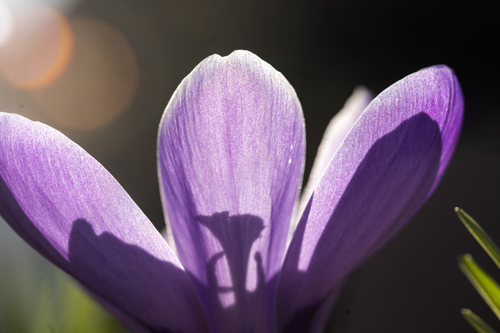 Krokus im Gegenlicht