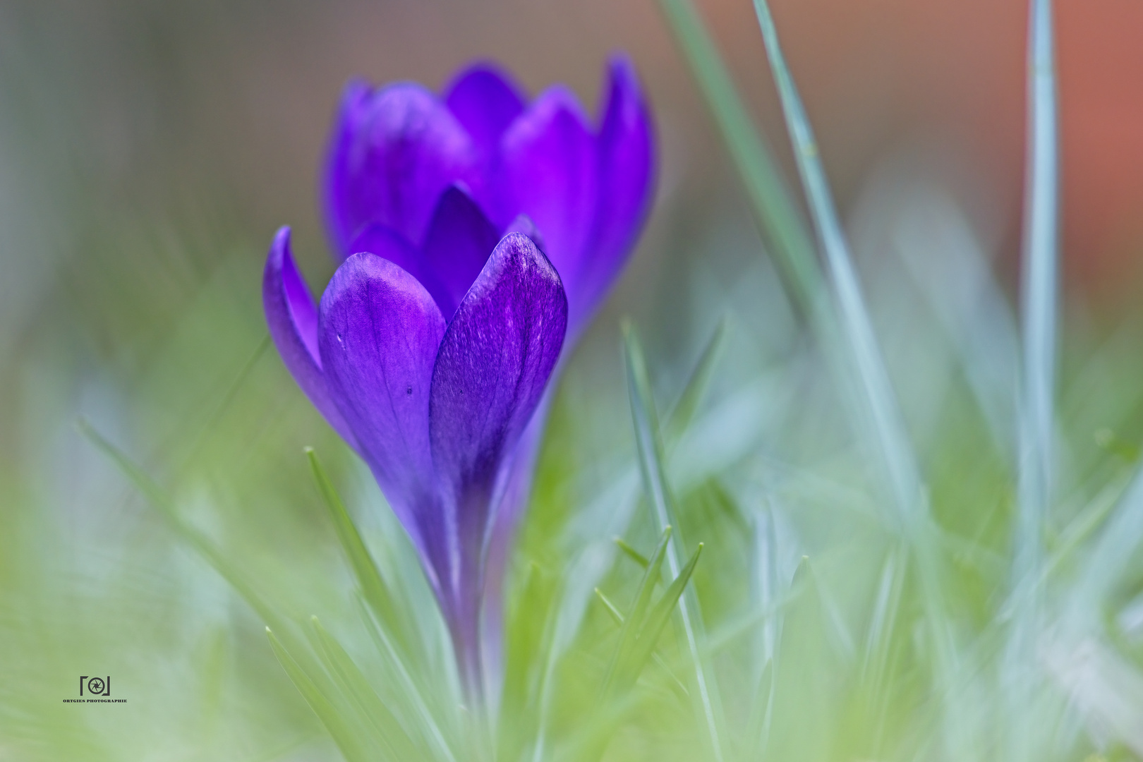 Krokus im Gras