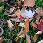 Krokus im Herbst