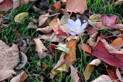 Krokus im Herbst