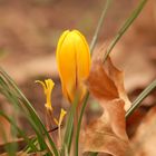 Krokus im Laubbett