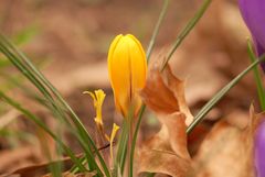 Krokus im Laubbett