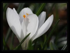 Krokus im Licht