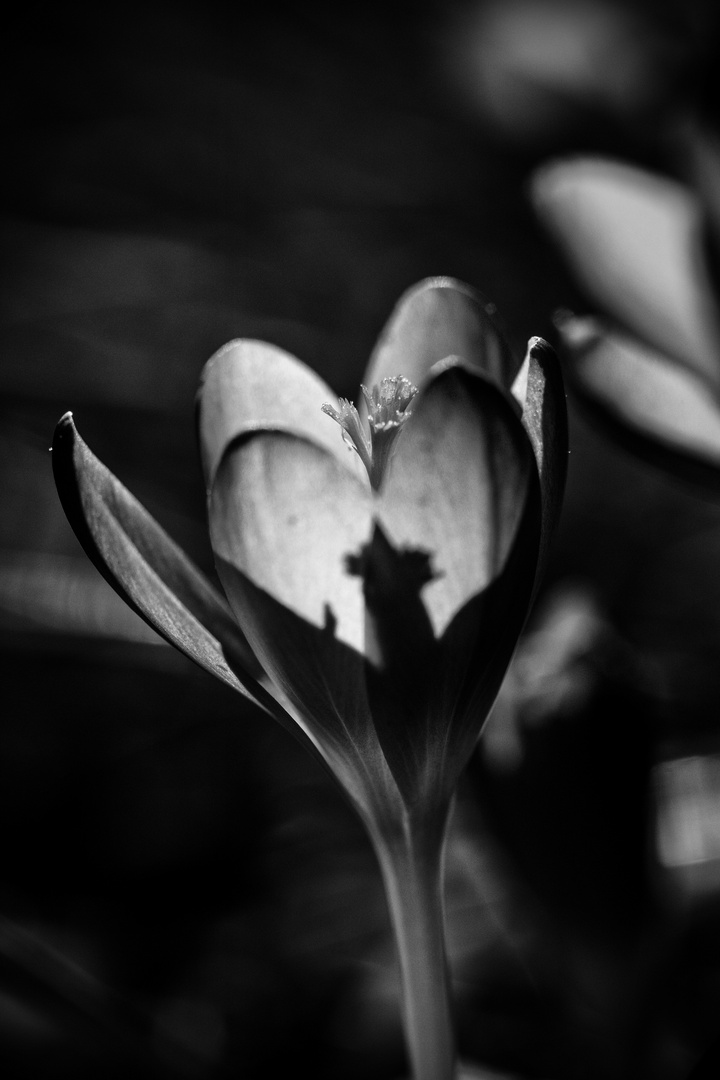 Krokus im Licht