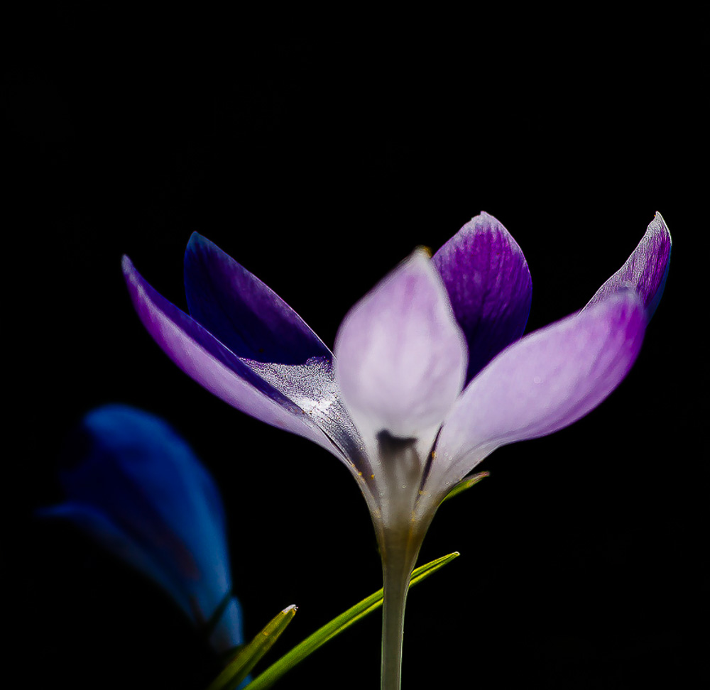 Krokus im Licht