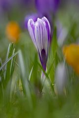 Krokus im Licht