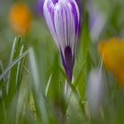 Krokus im Licht