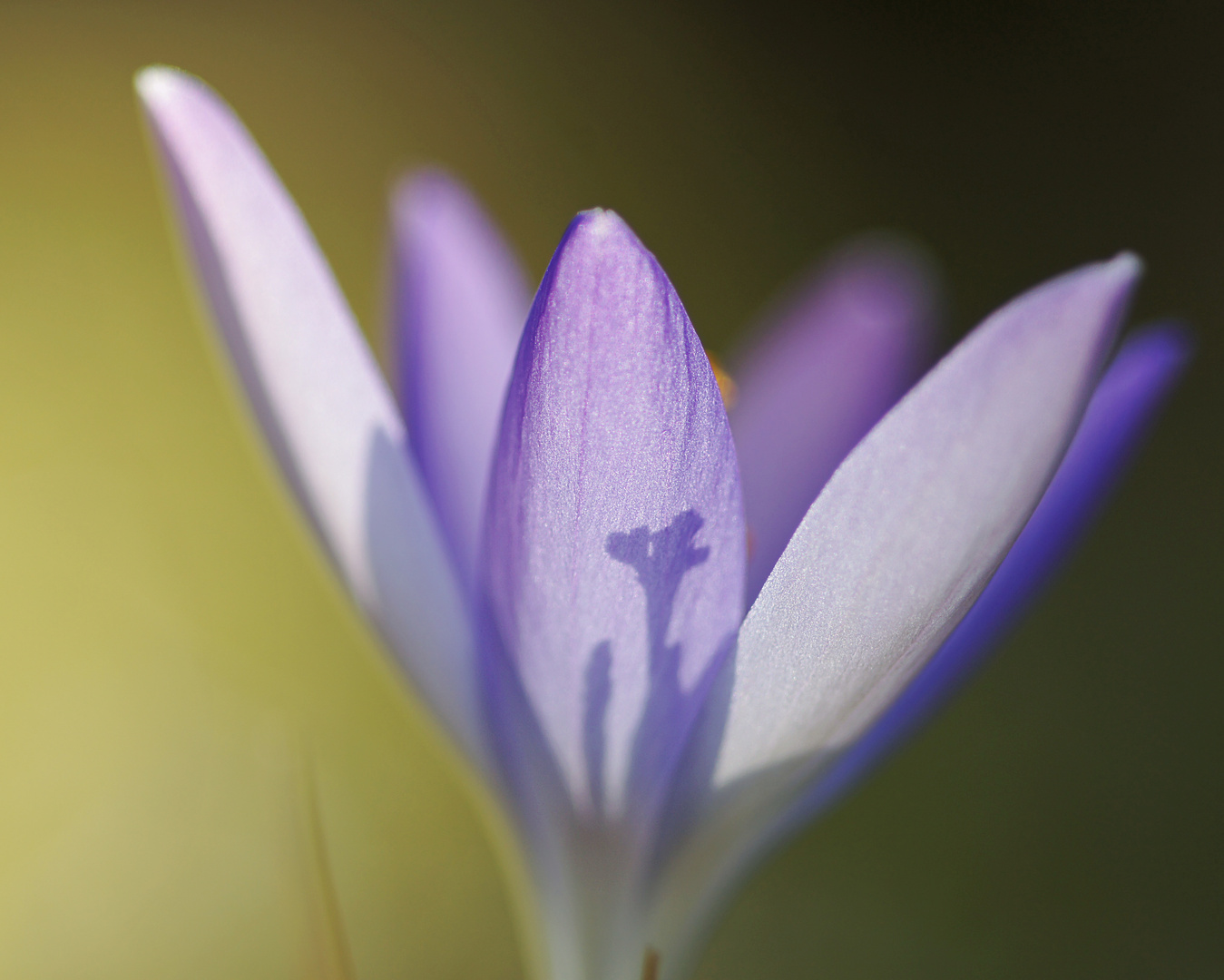 Krokus im Licht