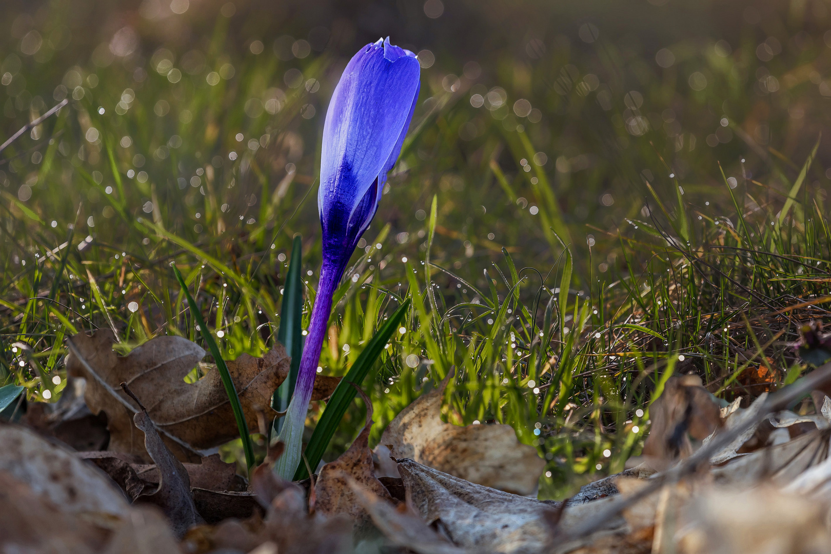 Krokus im Morgenlicht