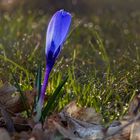 Krokus im Morgenlicht