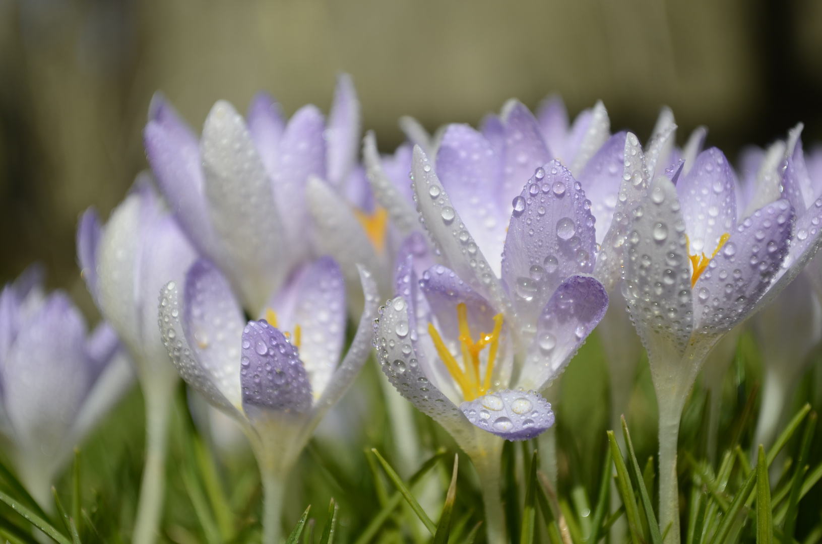 Krokus im Morgentau